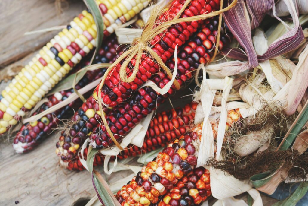 Corn Example Example Phenomena: Life Science - UnboundEd